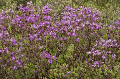 Rhodora