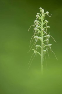 Lizard Orchid