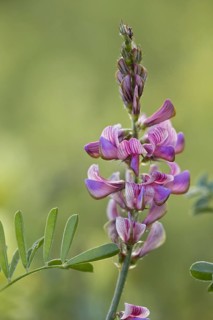 Sainfoin