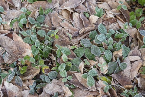 Leaves of blackberry