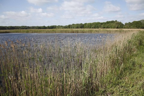 Common reed