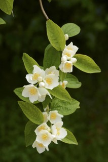 Mock-orange