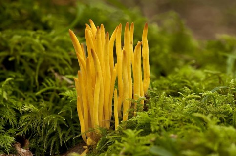 Golden Spindles