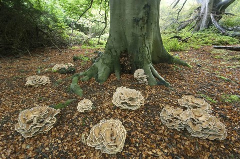 Giant polypore