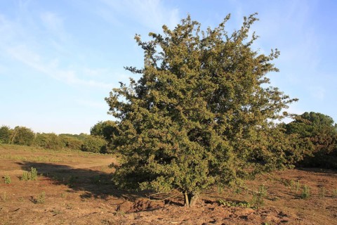 Common Hawthorn