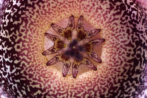 Carrion flower