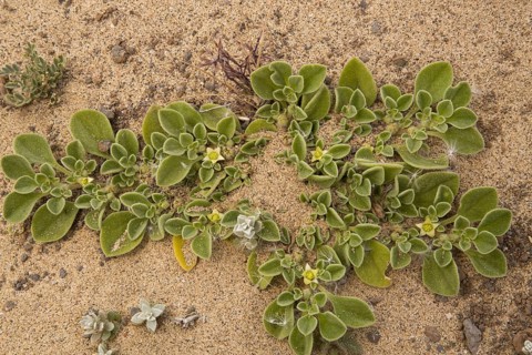 Canarian Iceplant