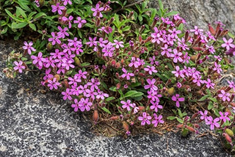 Soapwort pink