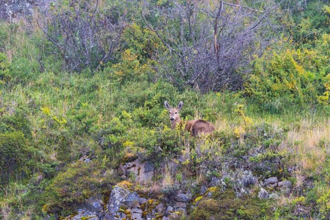 Southern south andean deer