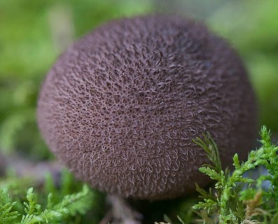 Brown Staeubling