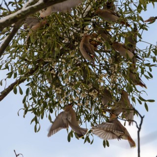 Silktails