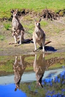 Eastern grey kangaroo
