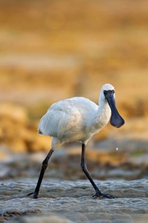 Royal spoonbill