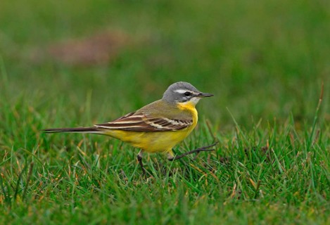 Blue-headed Wagtail