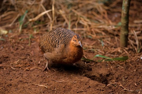Pampa chicken