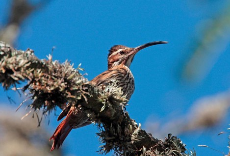 Scimitar-billed Woodcreeper