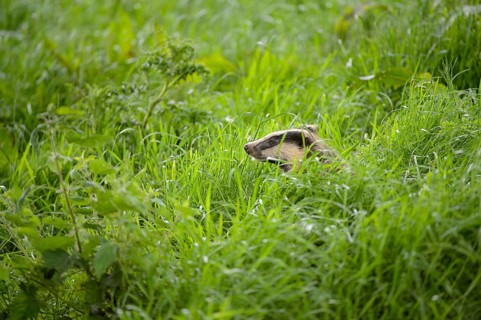 Eurasian Badger