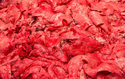 Pig offal in abattoir