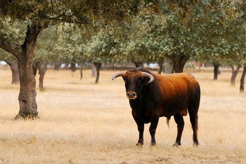 Domestic cattle