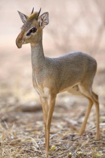 Guenther's dik-dik