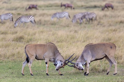 Common eland
