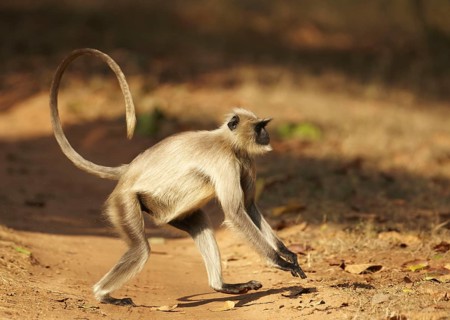 Northern Plains Grey Langur