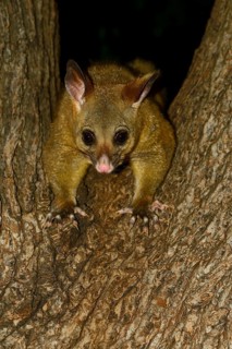 Common Brushtail Possum