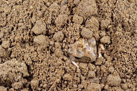 Italian spadefoot