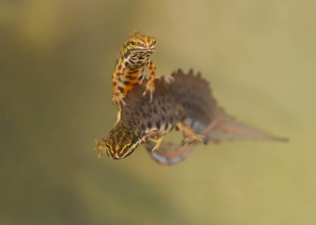 Smooth Newt