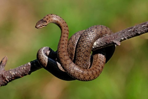 Smooth snake