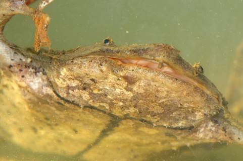 Large Honeycomb Toad