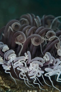 Cerianthid