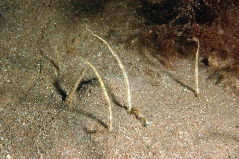Brittlestar