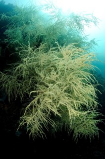 Black Coral