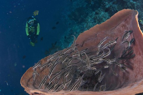 Striped striped eel catfish