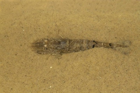 Crangon vulgaris