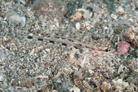 Triplespot Goby
