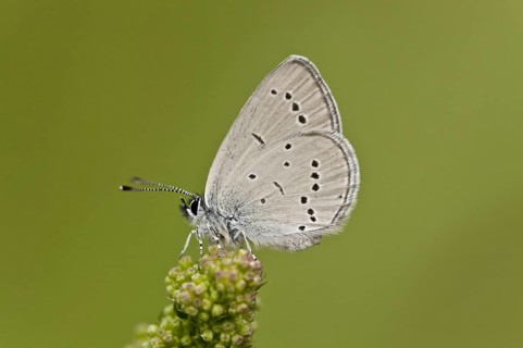 Small Blue