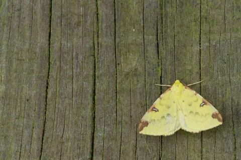 Brimstone Moth