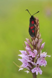 Narrow-bordered five-spotted narrow-bordered five-spot burnet