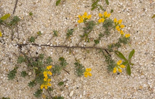 Flowering Southern crete horn clover