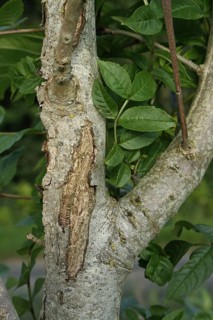 European ash