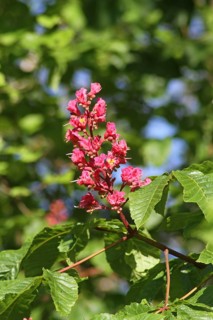 Red Horse Chestnut
