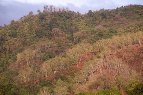 Eucalyptus