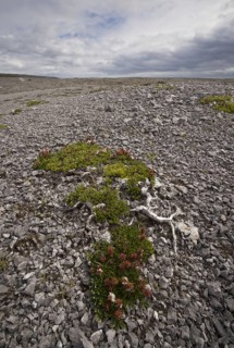 Bearberry willow