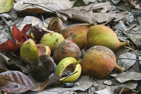 Fruits of wild nutmeg