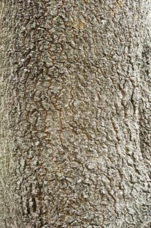 Butterspoon tree