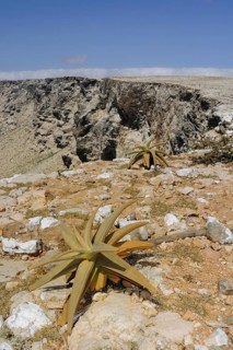 View of aloes in southern rock habitat
