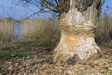 Thick tree trunk with gnaw marks of the european beaver