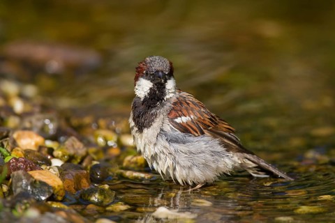 House sparrow